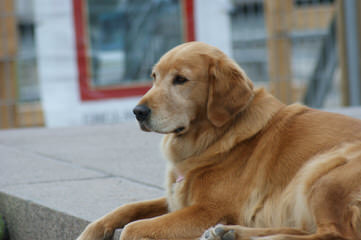 White Golden Retrievers - Dog and Puppy Pictures