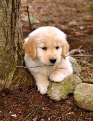 Akc Golden Retrievers - Dog and Puppy Pictures