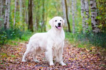 Parmen Auriu Kennel - Dog and Puppy Pictures