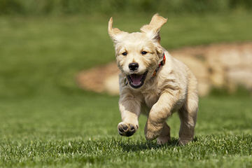 Akc Golden Retriever Puppies Ready To Go! - Dog and Puppy Pictures