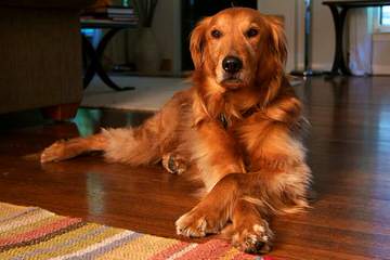 Gray’s Goldens - Dog Breeders