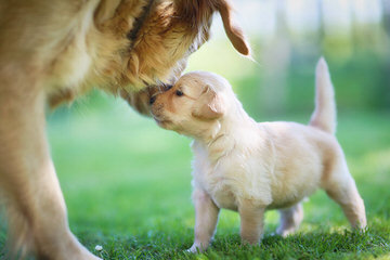 Mapleleaf English Cream Golden Retrievers - Dog and Puppy Pictures