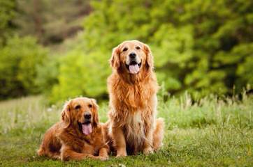 Serene Golden Retriever Puppies - Dog Breeders