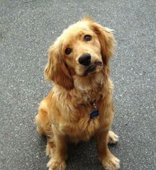 Beautiful Akc Golden Retrievers! - Dog Breeders