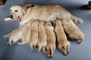 Mapleleaf Goldens - Dog and Puppy Pictures