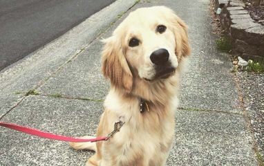 Golden Basset’s Golden Retriever - Dog Breeders