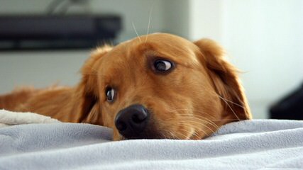 Lakeside White Goldens - Dog and Puppy Pictures