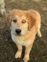 Faded Ash English Golden Retrievers - Dog and Puppy Pictures