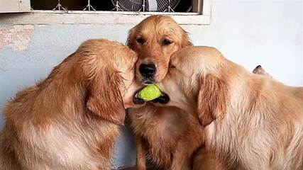Goldens And Samoyeds - Dog Breeders