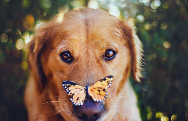 Phuket Goldens - Dog Breeders