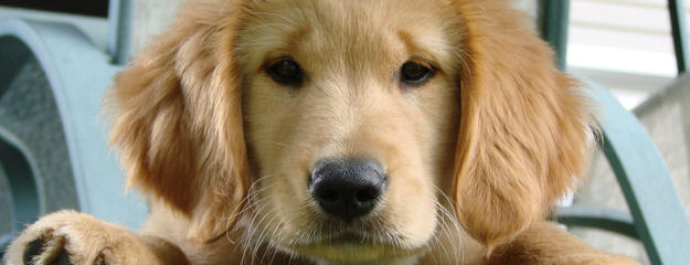 golden retriever puppies 4 sale - Dog Breeders