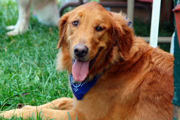 Mapleleaf Goldens - Dog Breeders