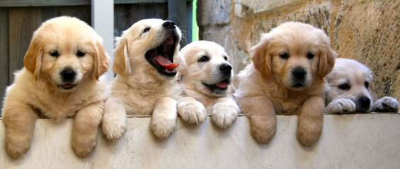 Golden Retriever Puppies - Dog and Puppy Pictures