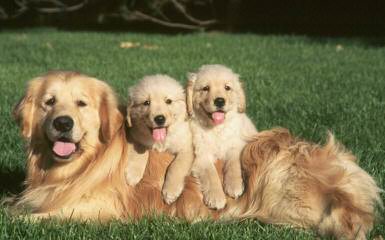 Mapleleaf Goldens - Dog Breeders