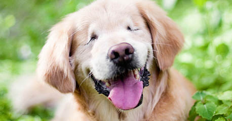 Phuket Goldens - Dog Breeders