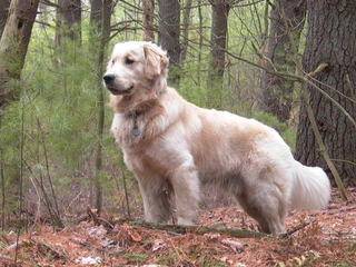 Gorgeous Goldens - Dog Breeders