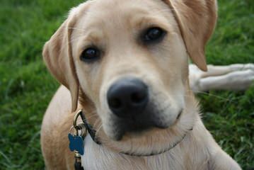 Golden Retriever Puppies - Dog Breeders