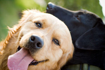 Mapleleaf Goldens - Dog and Puppy Pictures