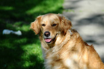 Akc Golden Retriever Puppies Ready To Go! - Dog Breeders