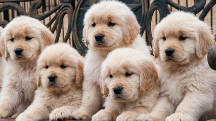 Golden Basset’s Golden Retriever - Dog Breeders