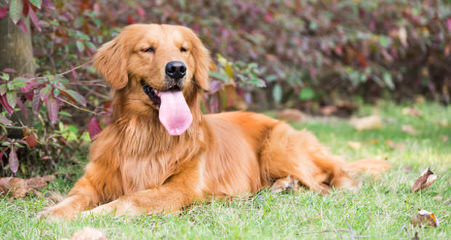 whiteriverenglishgoldens - Dog and Puppy Pictures