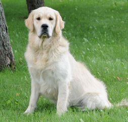 Southern California Kennels-English Creams & American Golden Retrievers & Non-Shedding Goldendo - Dog and Puppy Pictures