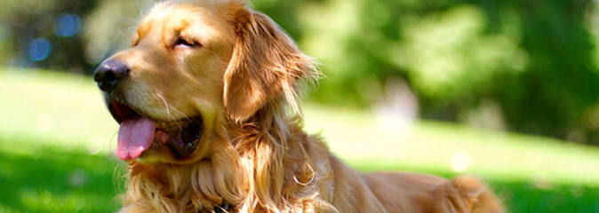 Golden Retriever Puppies - Dog Breeders