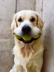 Englishcremegoldens Akc Male Pups Ready Now - Dog and Puppy Pictures