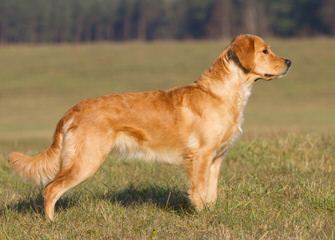 Indiana Goldens - Dog Breeders