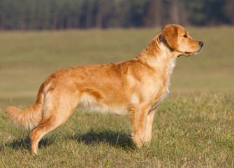 Mapleleaf English Cream Golden Retrievers - Dog and Puppy Pictures