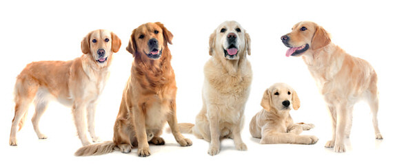 Golden Beauties Driven To Doodles - Dog Breeders