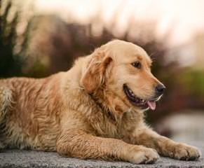 Angels Of Gold Golden Retrievers - Dog and Puppy Pictures