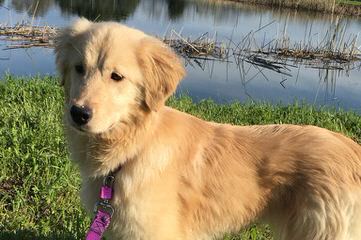 English Cream Golden Retrievers - Dog and Puppy Pictures