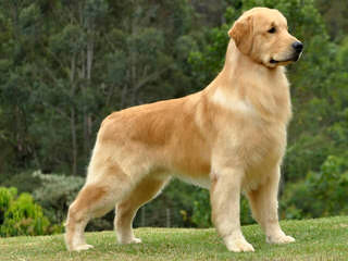 Mapleleaf English Cream Golden Retrievers - Dog Breeders