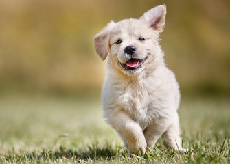 Portuguese Water Dog Puppies - Dog Breeders