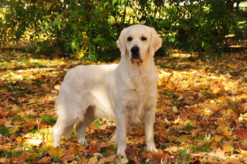 Laura’s Mini Goldendoodles - Dog Breeders