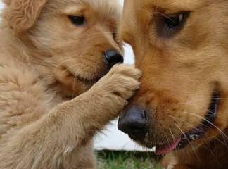 Indiana Goldens - Dog Breeders