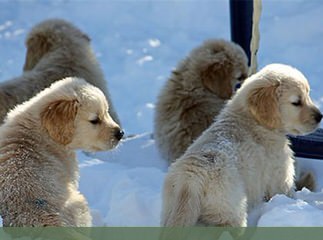 English Cream Golden Retrievers - Dog and Puppy Pictures