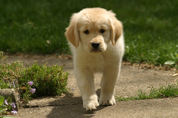 Faded Ash English Golden Retrievers - Dog and Puppy Pictures