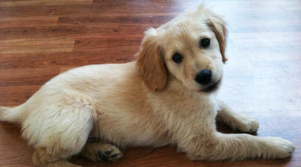 Mapleleaf Goldens - Dog Breeders