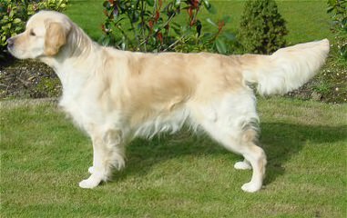 Mapleleaf English Cream Golden Retrievers - Dog Breeders