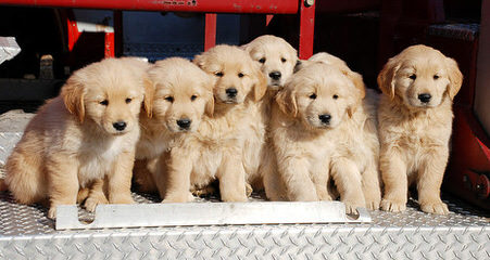 Glamour Goldens - Dog and Puppy Pictures