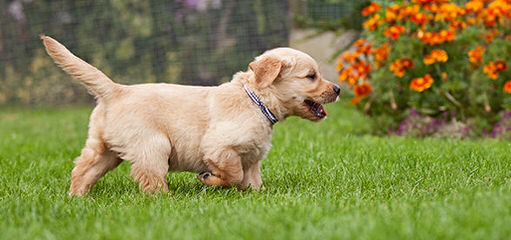 English Cream Golden Retrievers - Dog Breeders