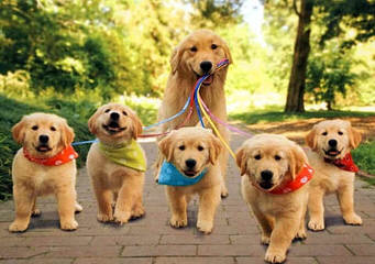 Avilys Golden Retrievers - Dog and Puppy Pictures