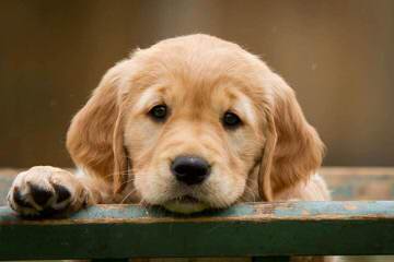 Golden Retriever Puppies For Sale - Dog Breeders