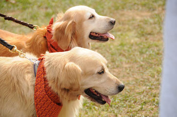 Mapleleaf English Cream Golden Retrievers - Dog Breeders