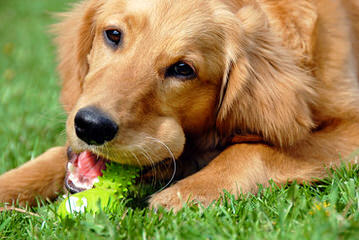 Gorgeous Goldens - Dog Breeders