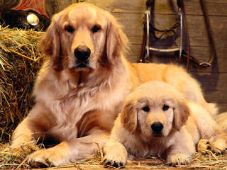 whiteriverenglishgoldens - Dog and Puppy Pictures