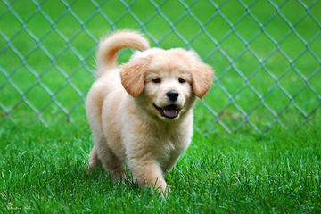 Miniature Golden Retrievers & Comfort Retrievers - Dog Breeders