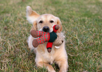 English Cream Golden Retrievers - Dog Breeders